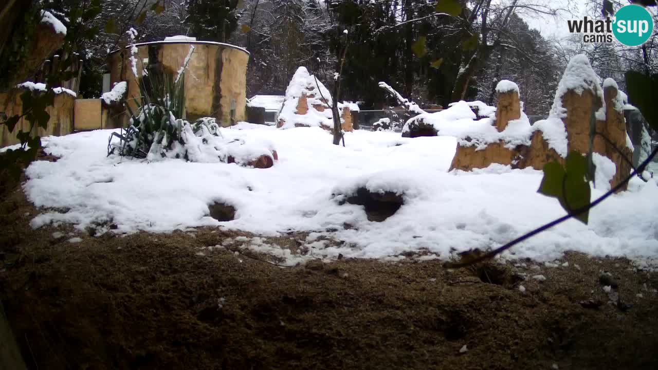 Webcam Zoo Ljubljana – Suricate