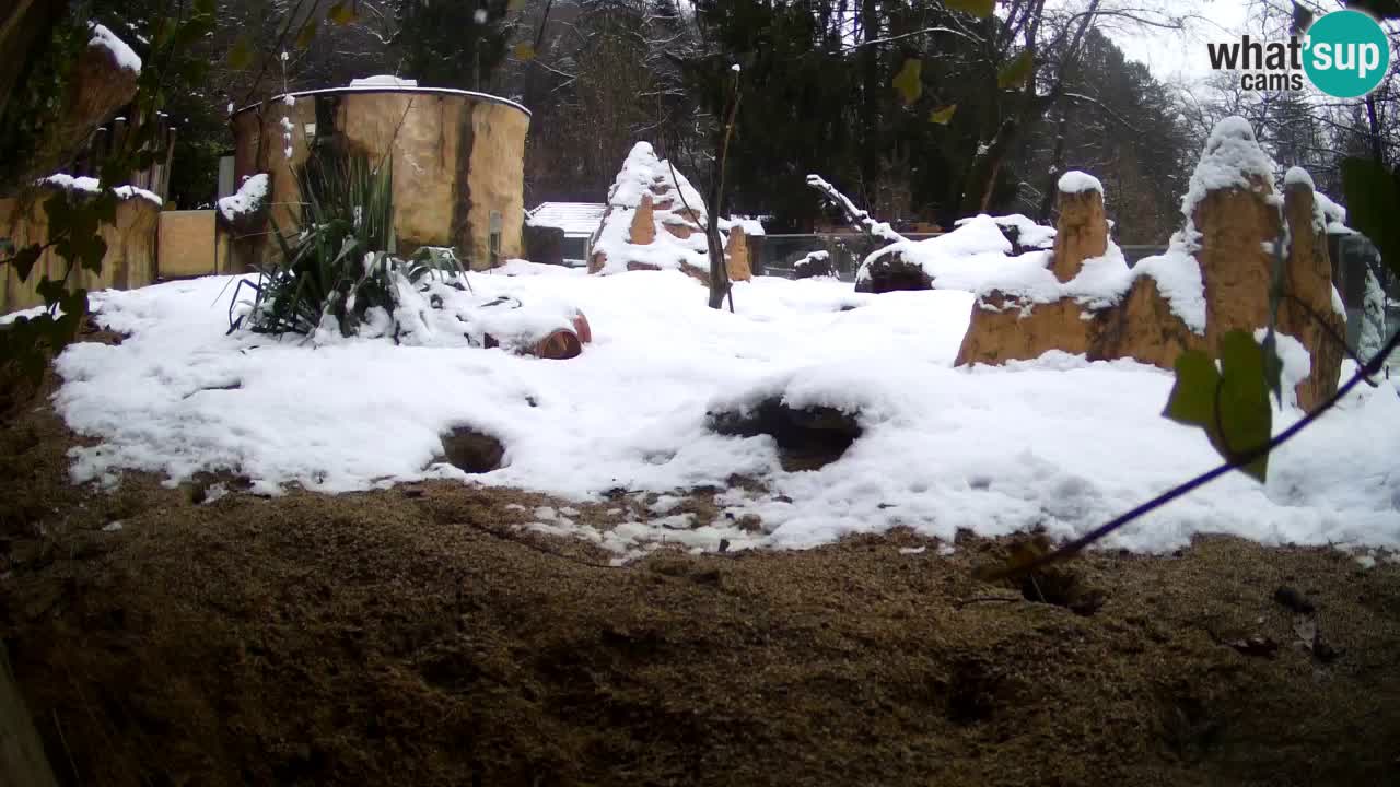 Live cam Zoo Ljubljana – Erdmännchen