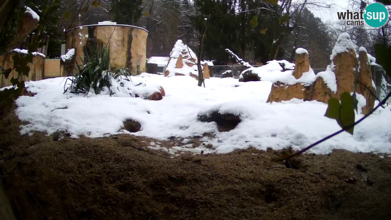 Zoo Ljubljana – Live webcam Meerkat (Suricata)