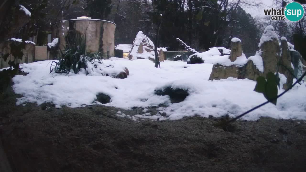 Zoo Ljubljana – Meerkat (Suricata)