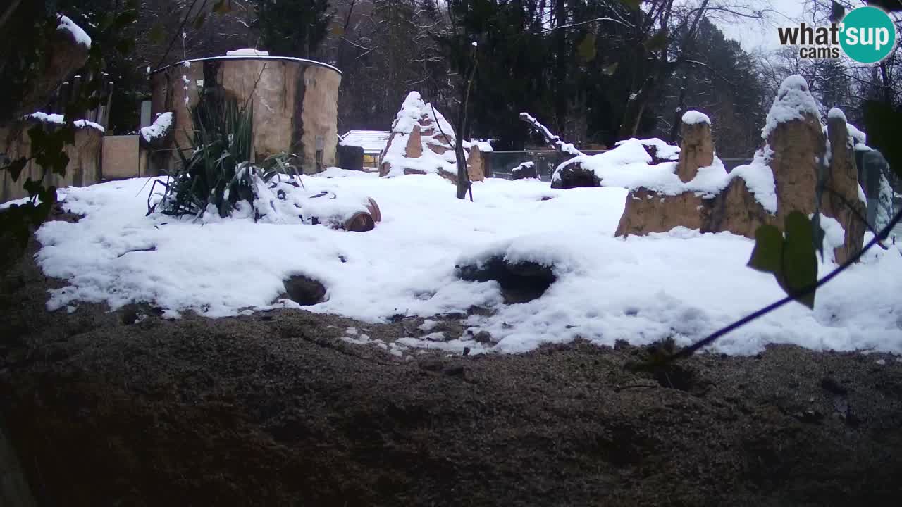 Live cam Zoo Ljubljana – Erdmännchen