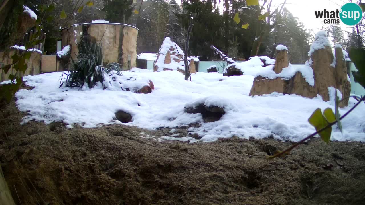 Webcam Zoo Ljubljana – Suricate