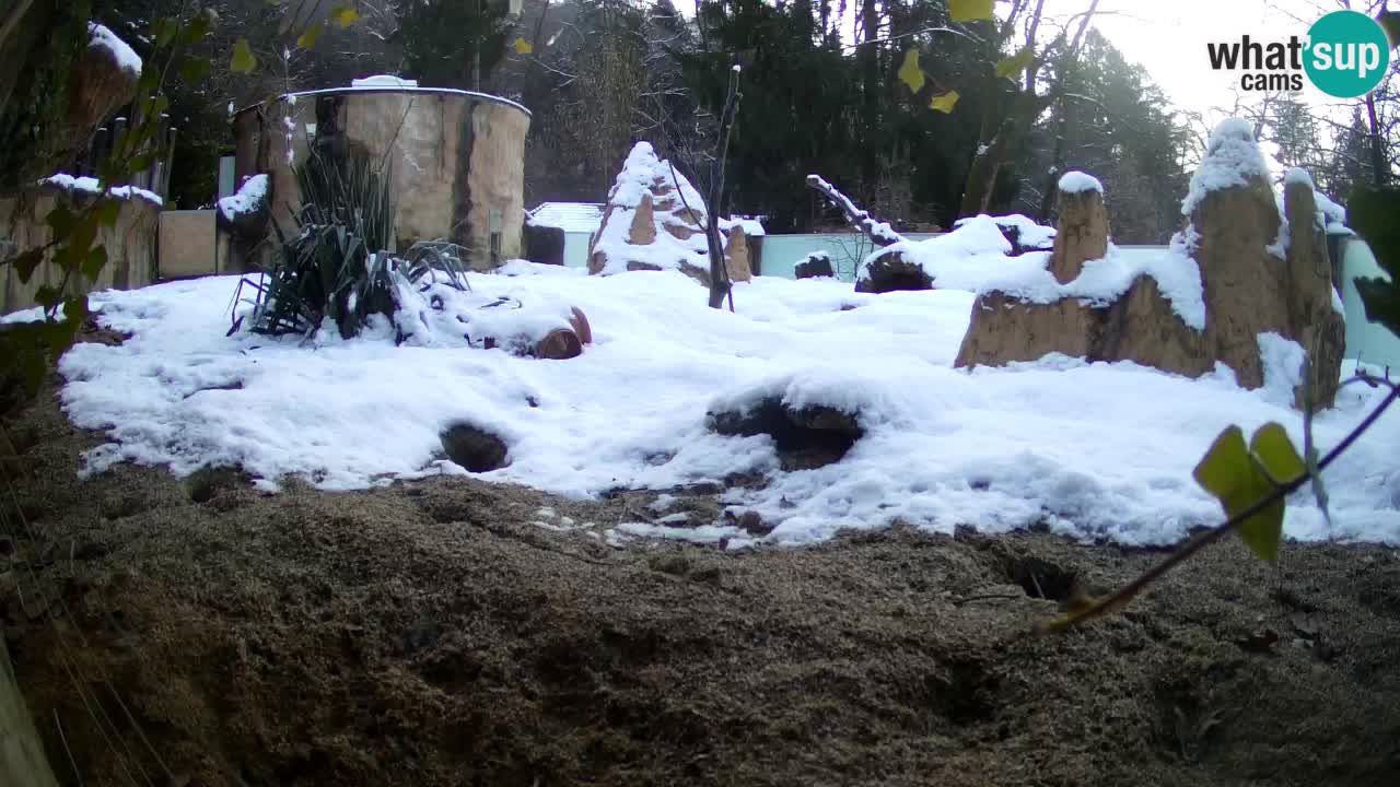 Webcam Zoo Ljubljana – Suricate