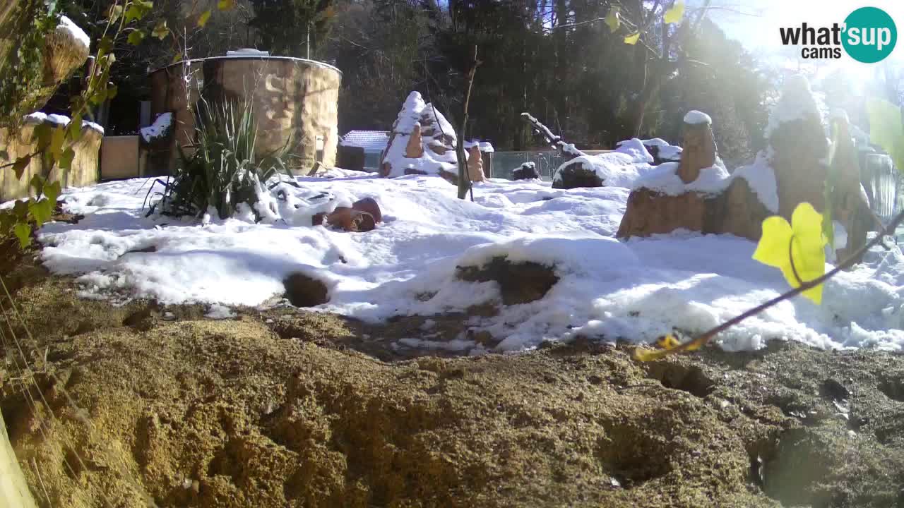 Zoo Ljubljana – Live webcam Meerkat (Suricata)