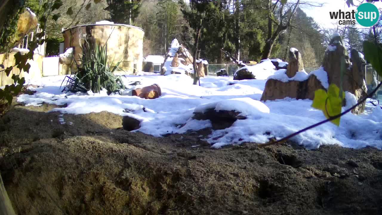 Webcam Zoo Ljubljana – Suricate