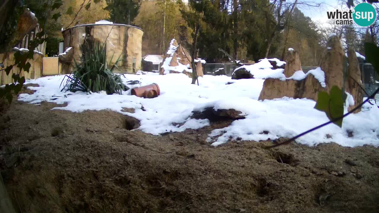 Zoo Ljubljana – Live webcam Meerkat (Suricata)