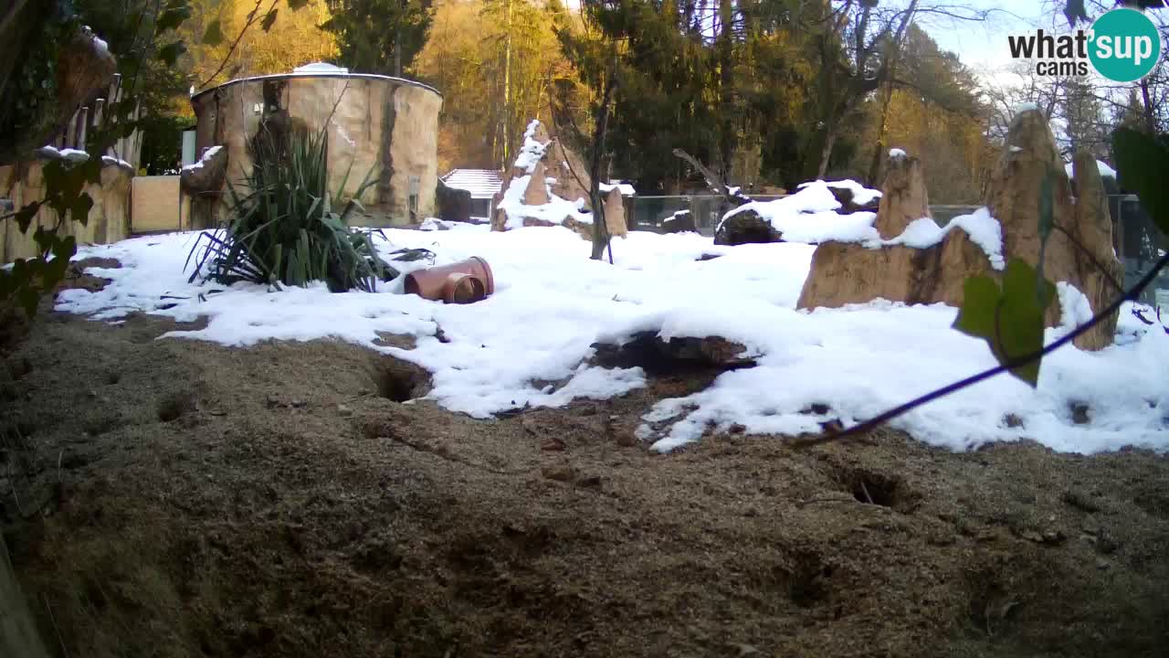 Zoo Ljubljana – Live webcam Meerkat (Suricata)