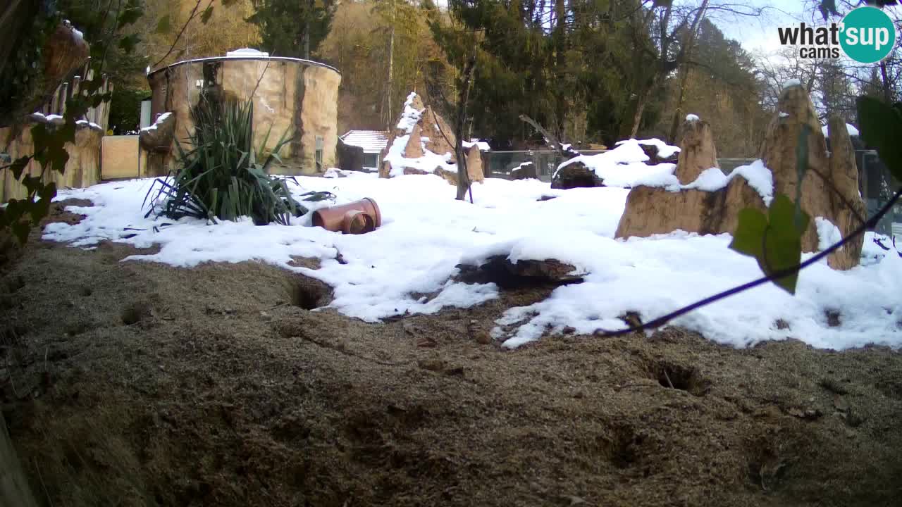 Live cam Zoo Ljubljana – Erdmännchen