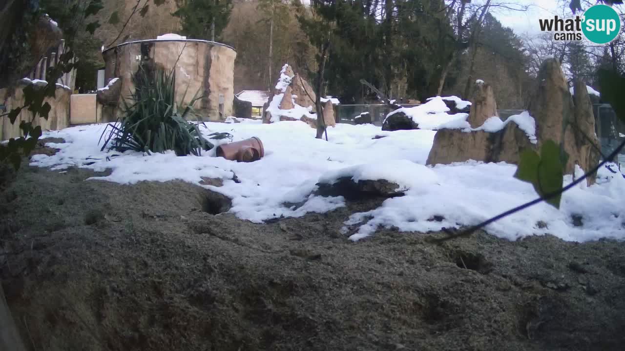 Webcam live Zoo Ljubljana – Suricata