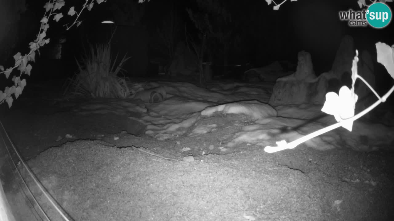 Webcam Zoo Ljubljana – Suricate