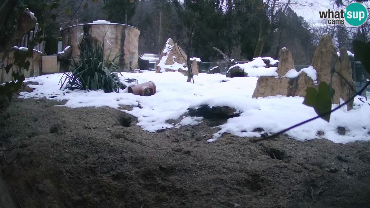 Webcam Zoo Ljubljana – Suricate