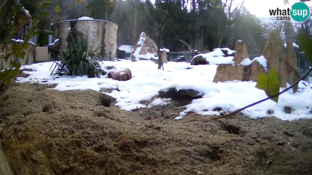 Webcam Zoo Ljubljana – Suricate