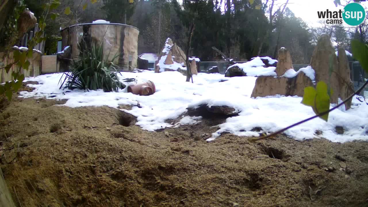 Zoo Ljubljana – Live webcam Meerkat (Suricata)