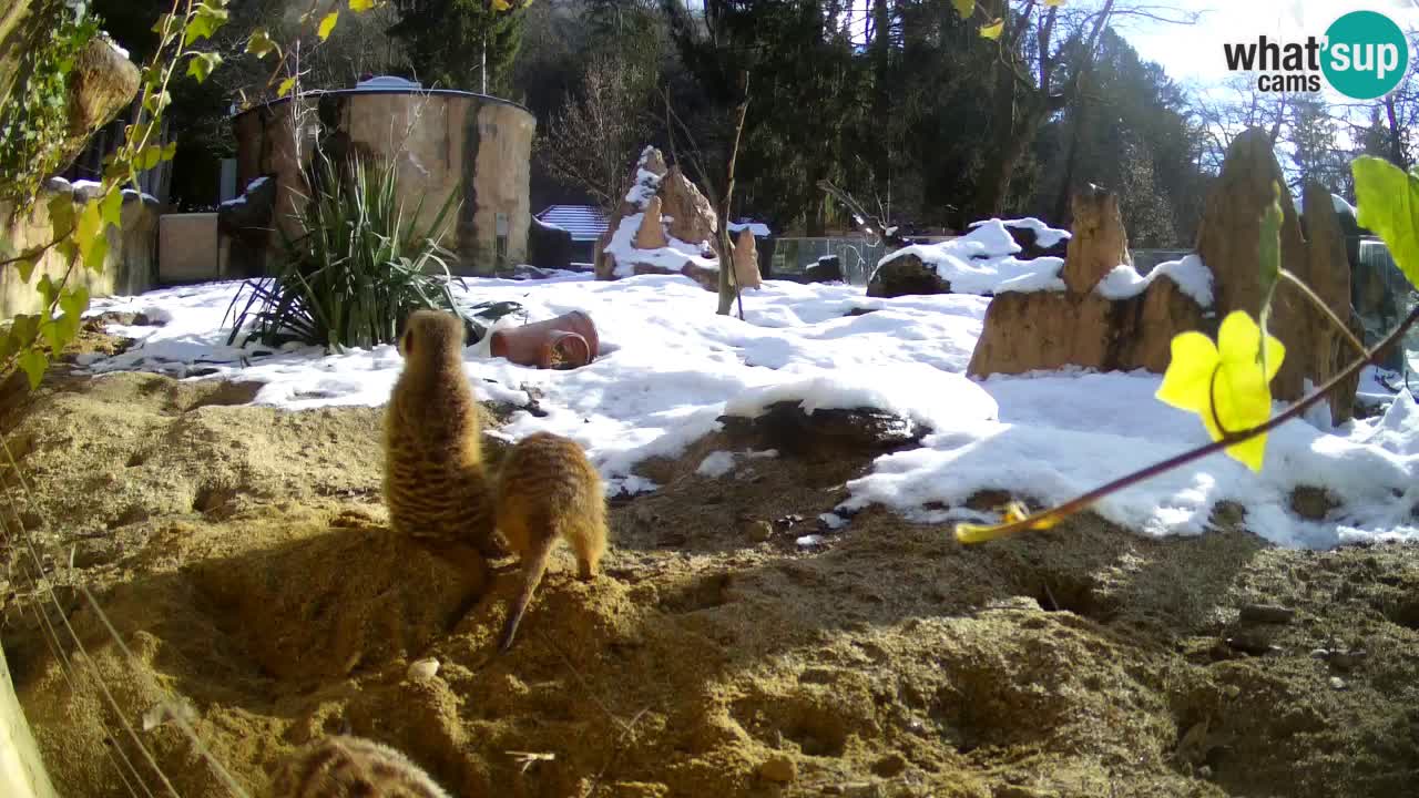 Webcam live Zoo Ljubljana – Suricata