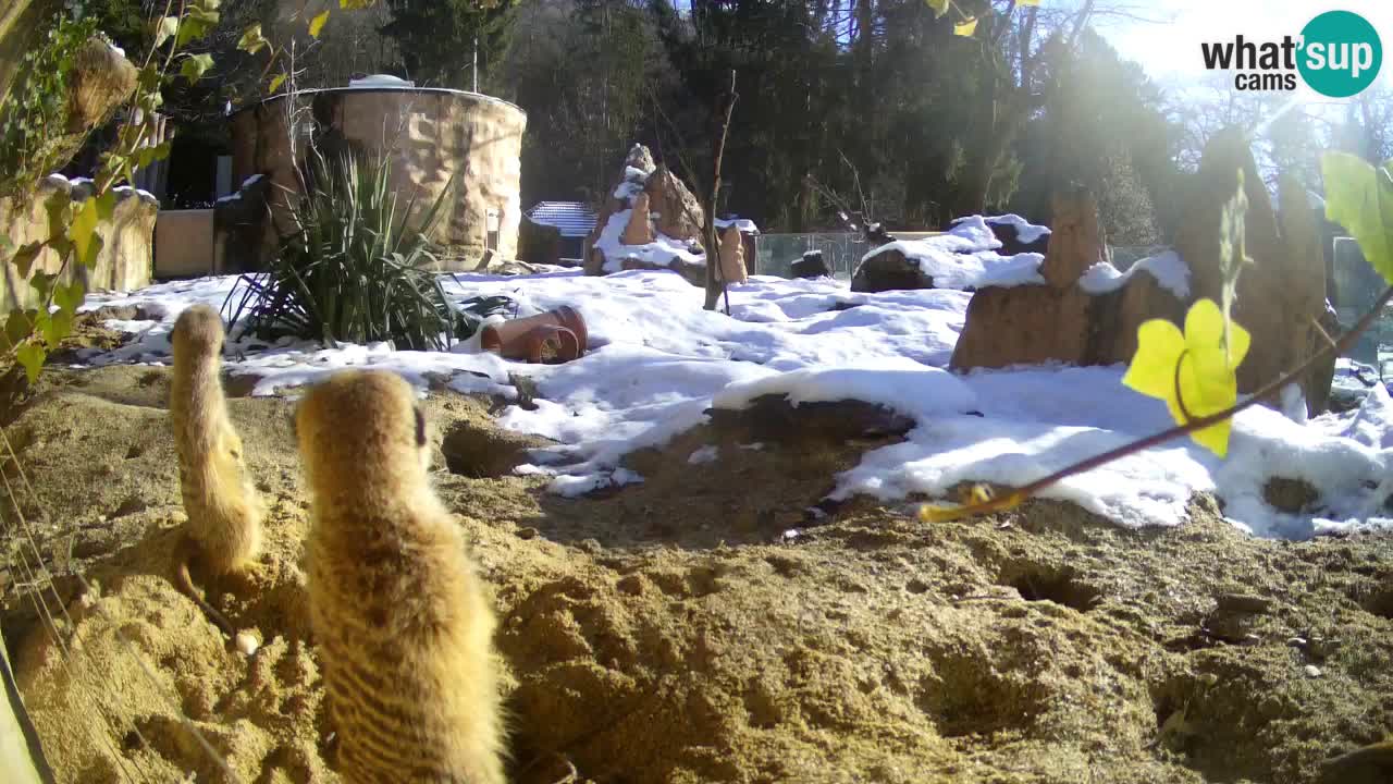 Webcam live Zoo Ljubljana – Suricata