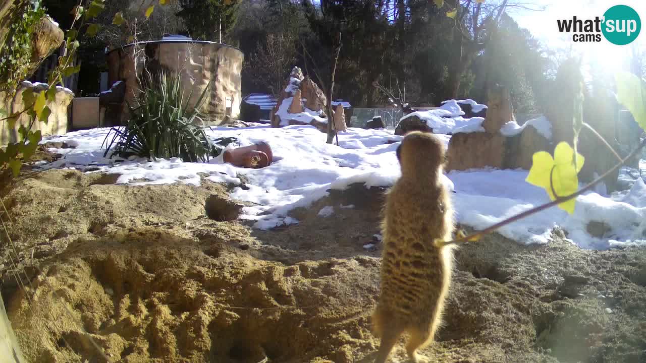 Webcam live Zoo Ljubljana – Suricata