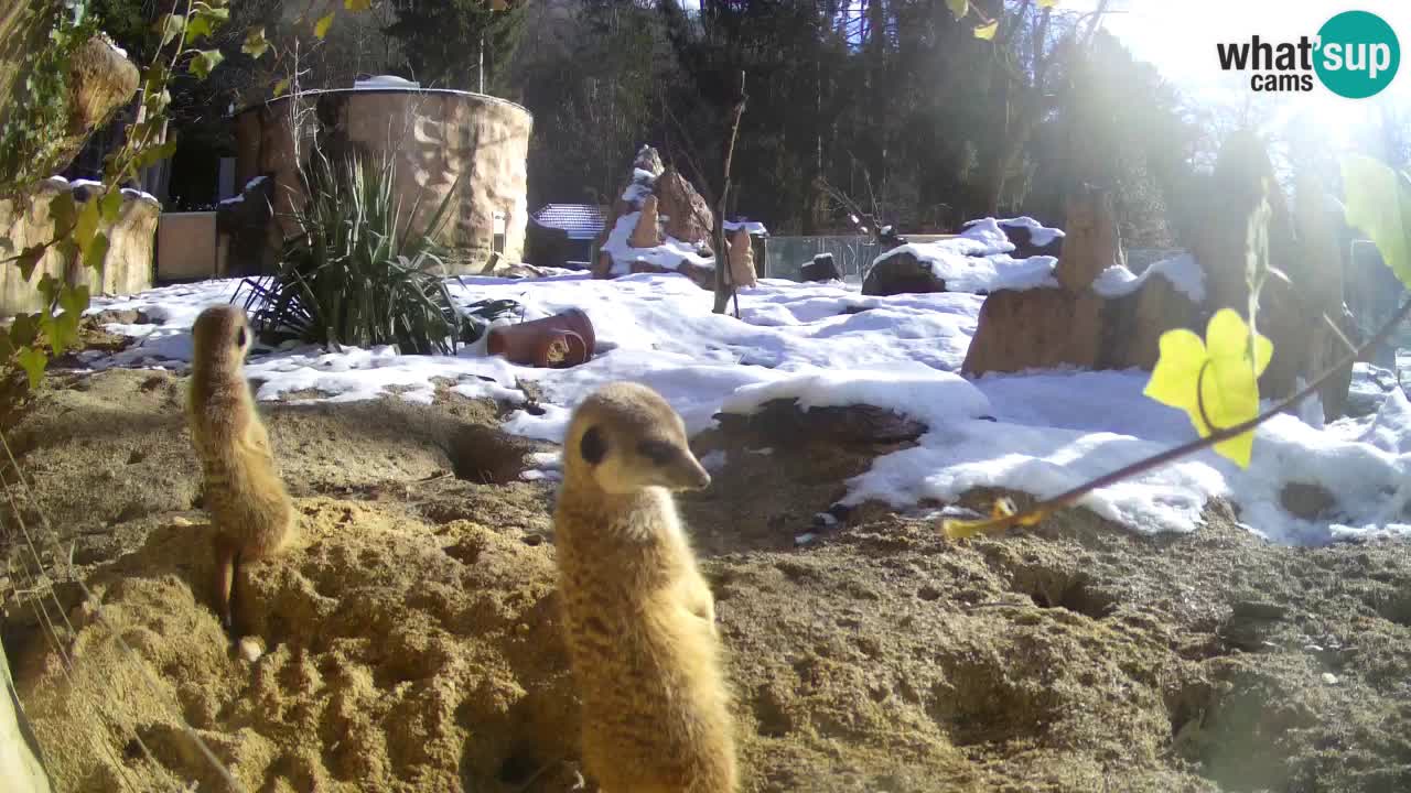 Webcam live Zoo Ljubljana – Suricata