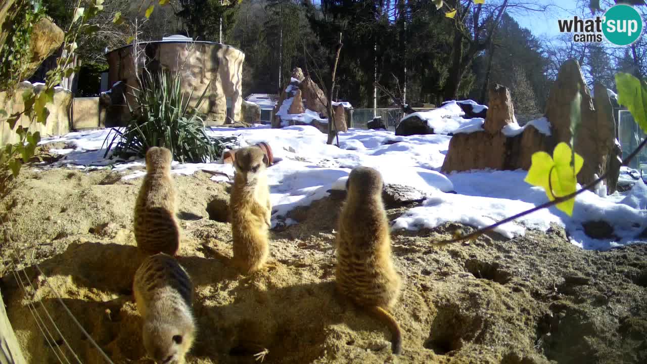 Webcam live Zoo Ljubljana – Suricata