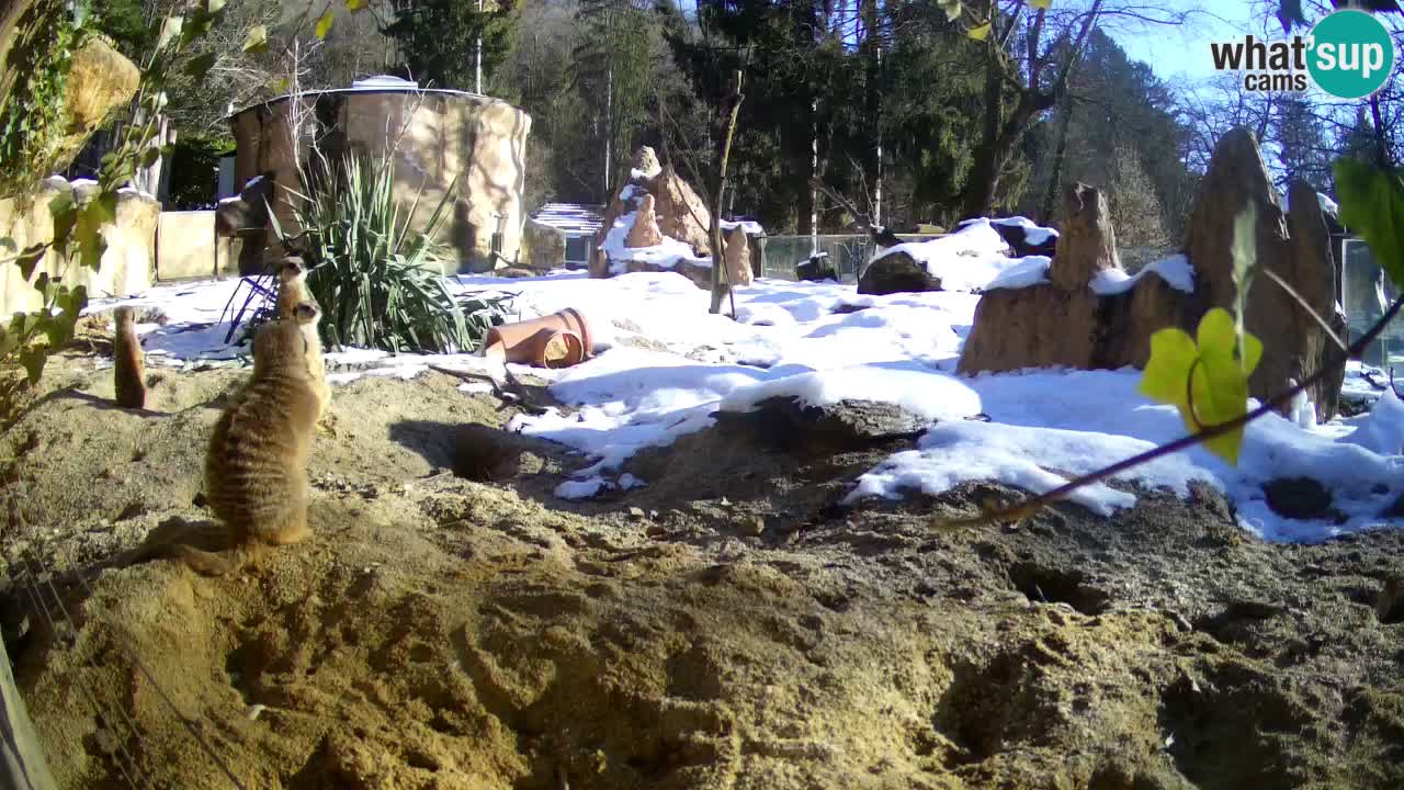 Live cam Zoo Ljubljana – Erdmännchen