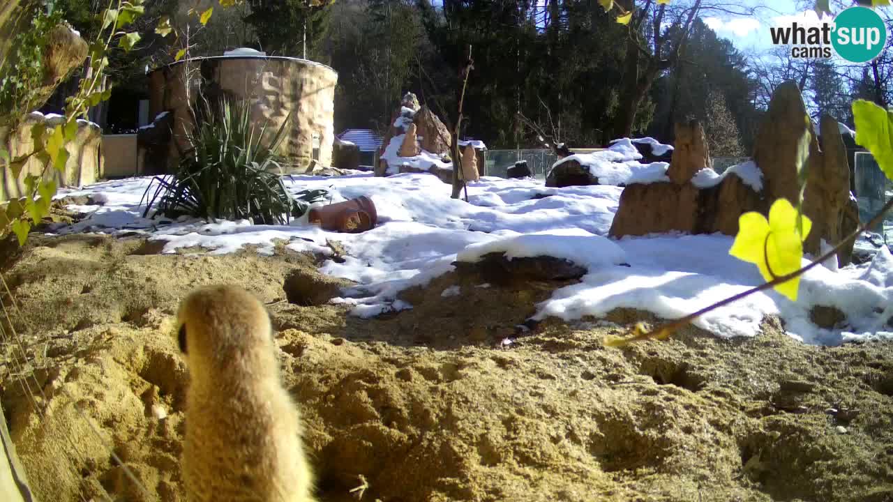 Live cam Zoo Ljubljana – Erdmännchen