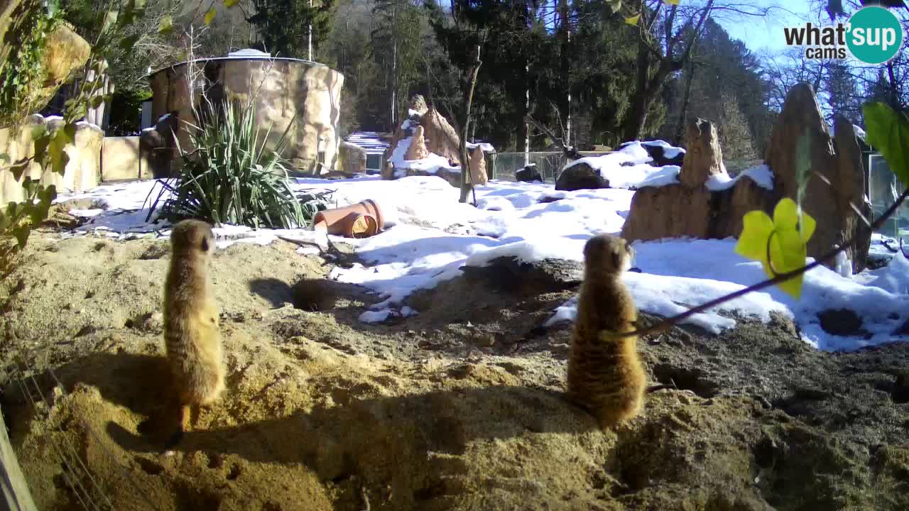 Live cam Zoo Ljubljana – Erdmännchen