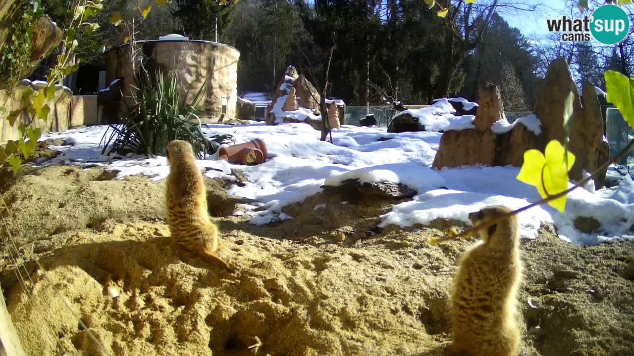 Live cam Zoo Ljubljana – Erdmännchen