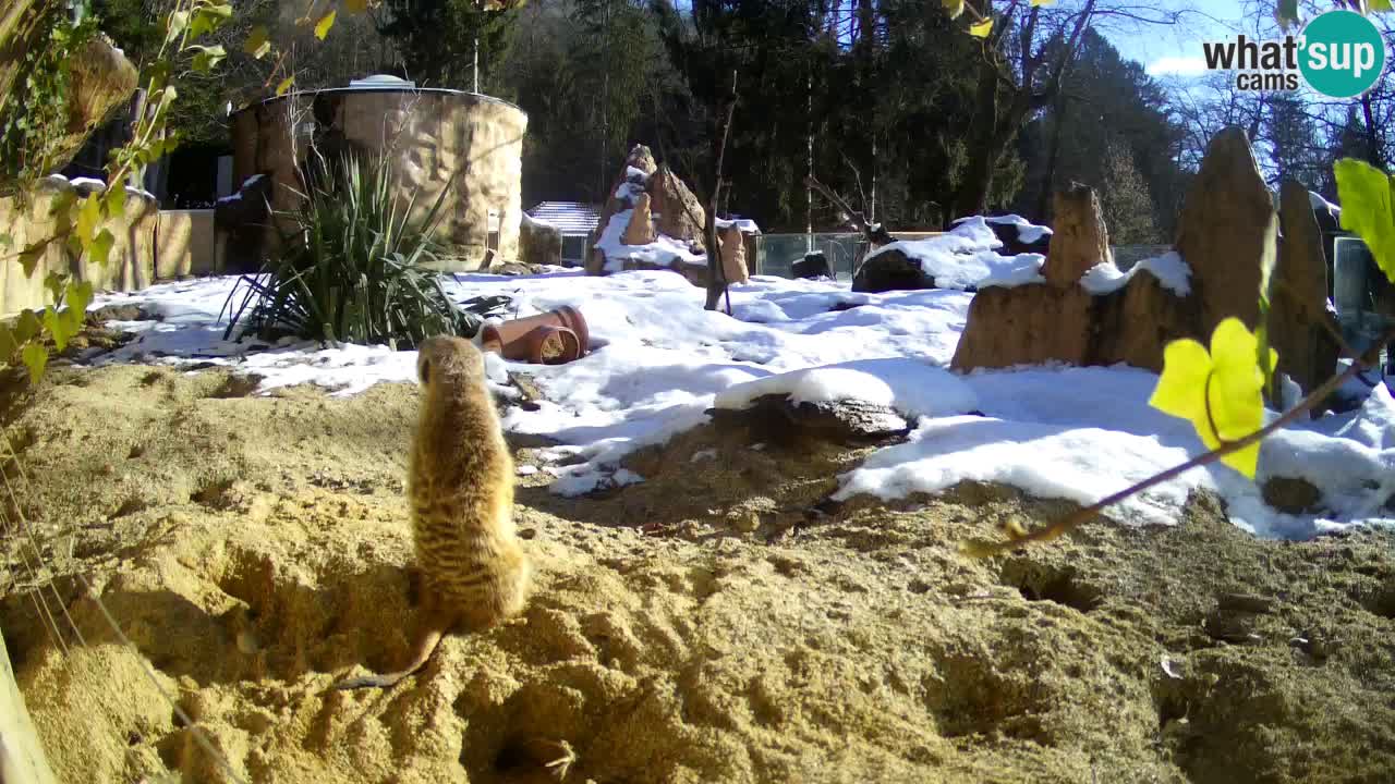 Zoo Ljubljana – Live webcam Meerkat (Suricata)