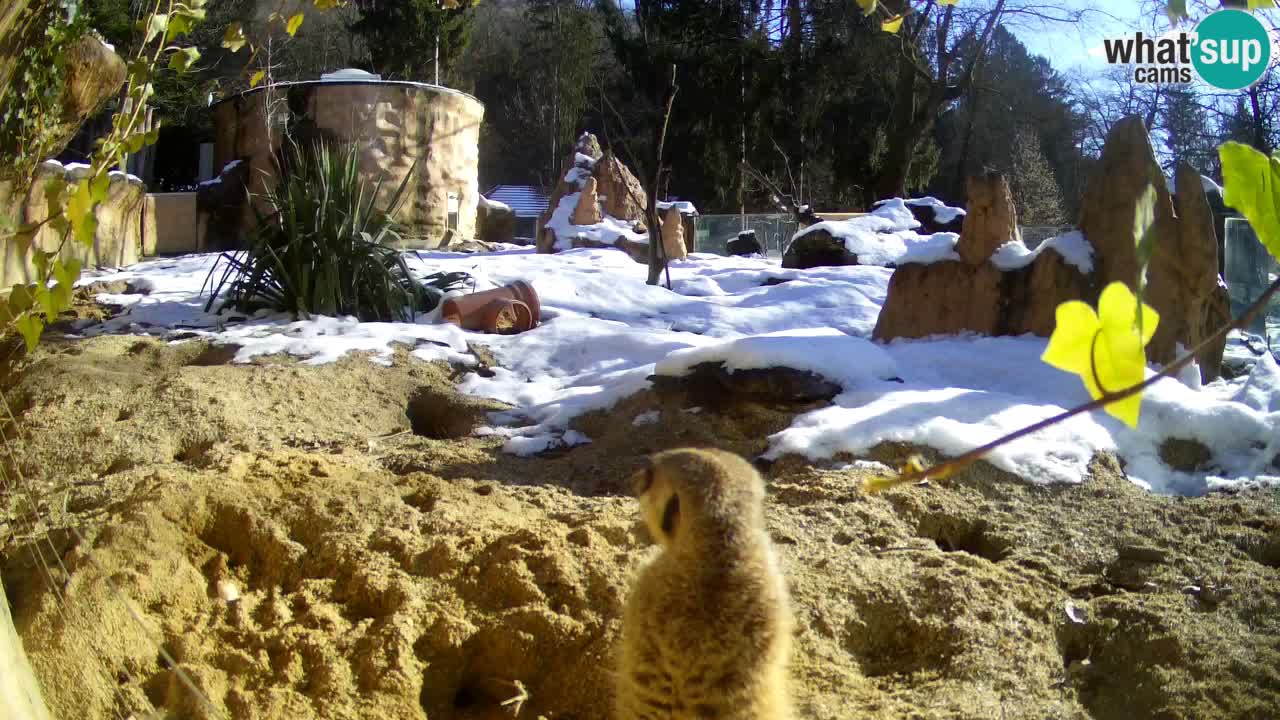 Webcam live Zoo Ljubljana – Suricata