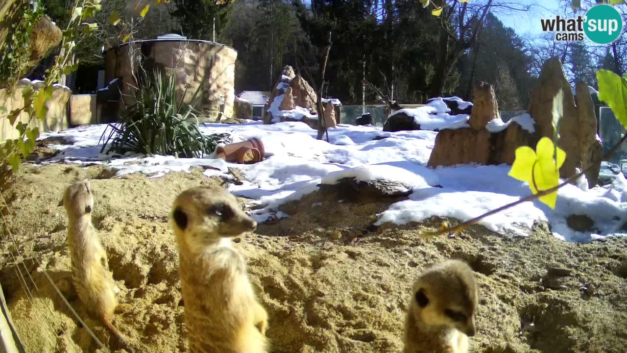 Webcam live Zoo Ljubljana – Suricata