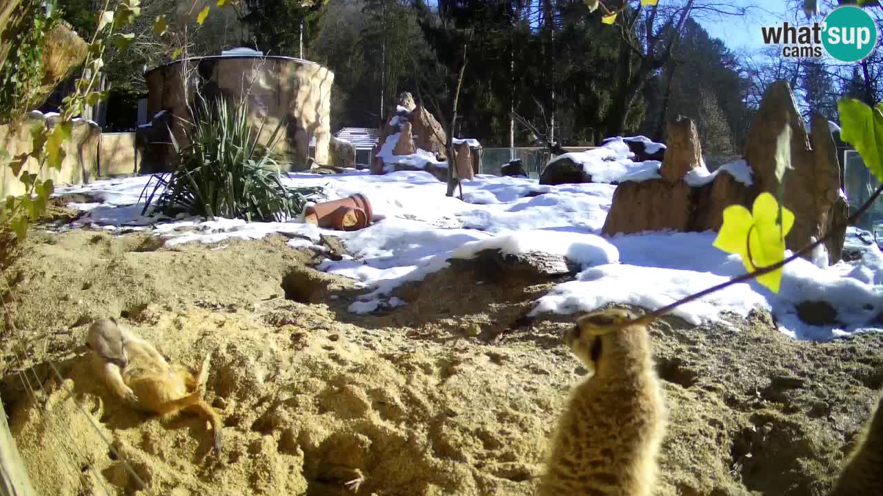 Live cam Zoo Ljubljana – Erdmännchen