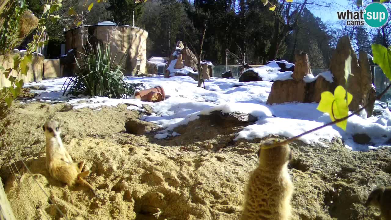 Webcam live Zoo Ljubljana – Suricata