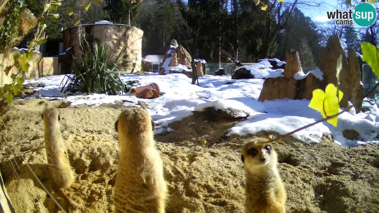 Webcam live Zoo Ljubljana – Suricata