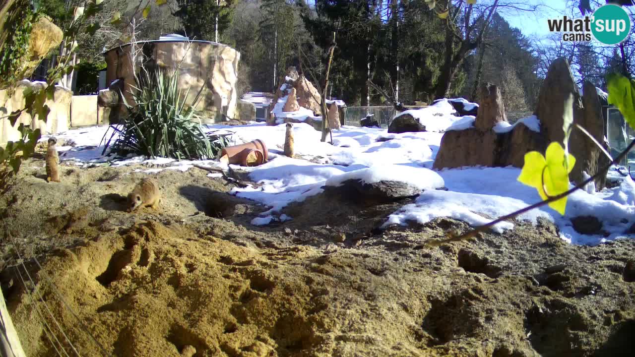 Live cam Zoo Ljubljana – Erdmännchen