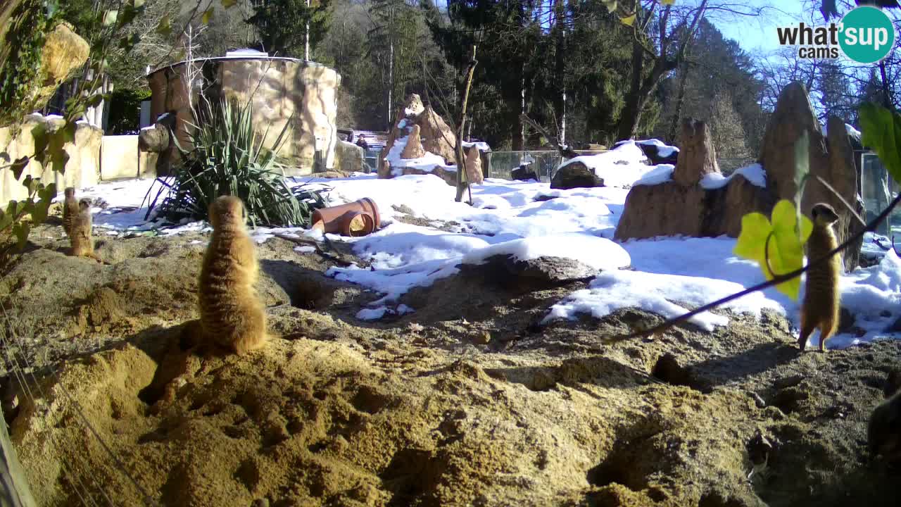 Live cam Zoo Ljubljana – Erdmännchen