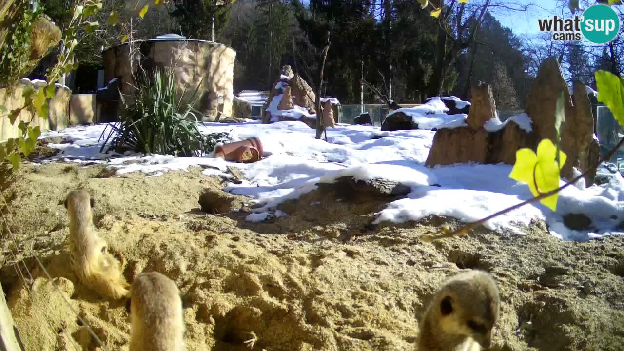 Live cam Zoo Ljubljana – Erdmännchen