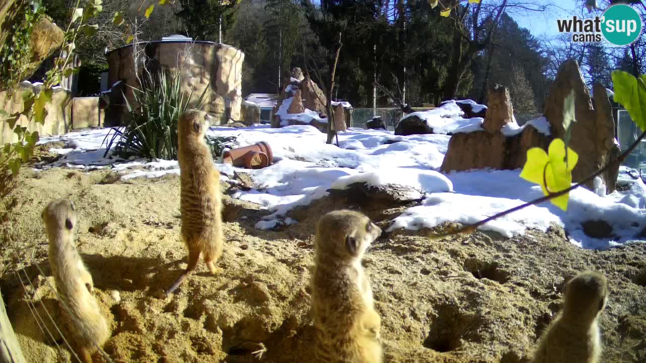 Webcam live Zoo Ljubljana – Suricata