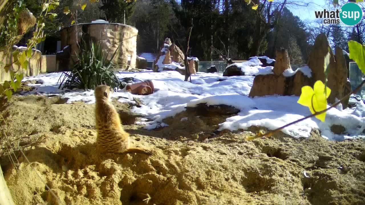 Live cam Zoo Ljubljana – Erdmännchen