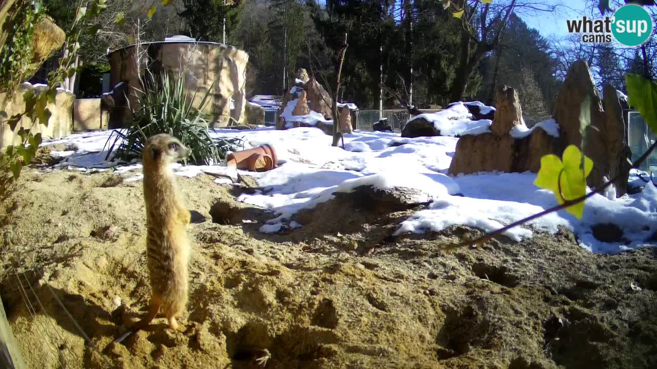 Live cam Zoo Ljubljana – Erdmännchen