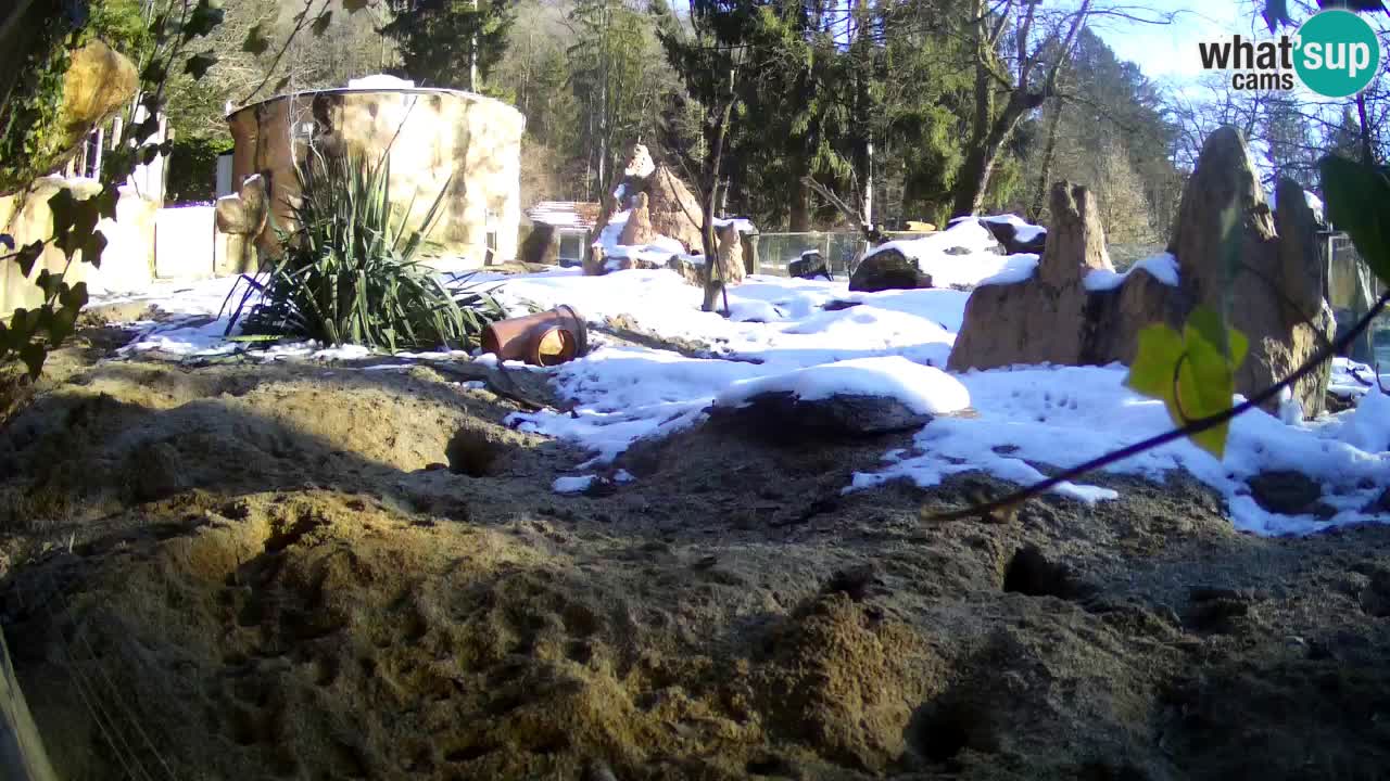 Live cam Zoo Ljubljana – Erdmännchen