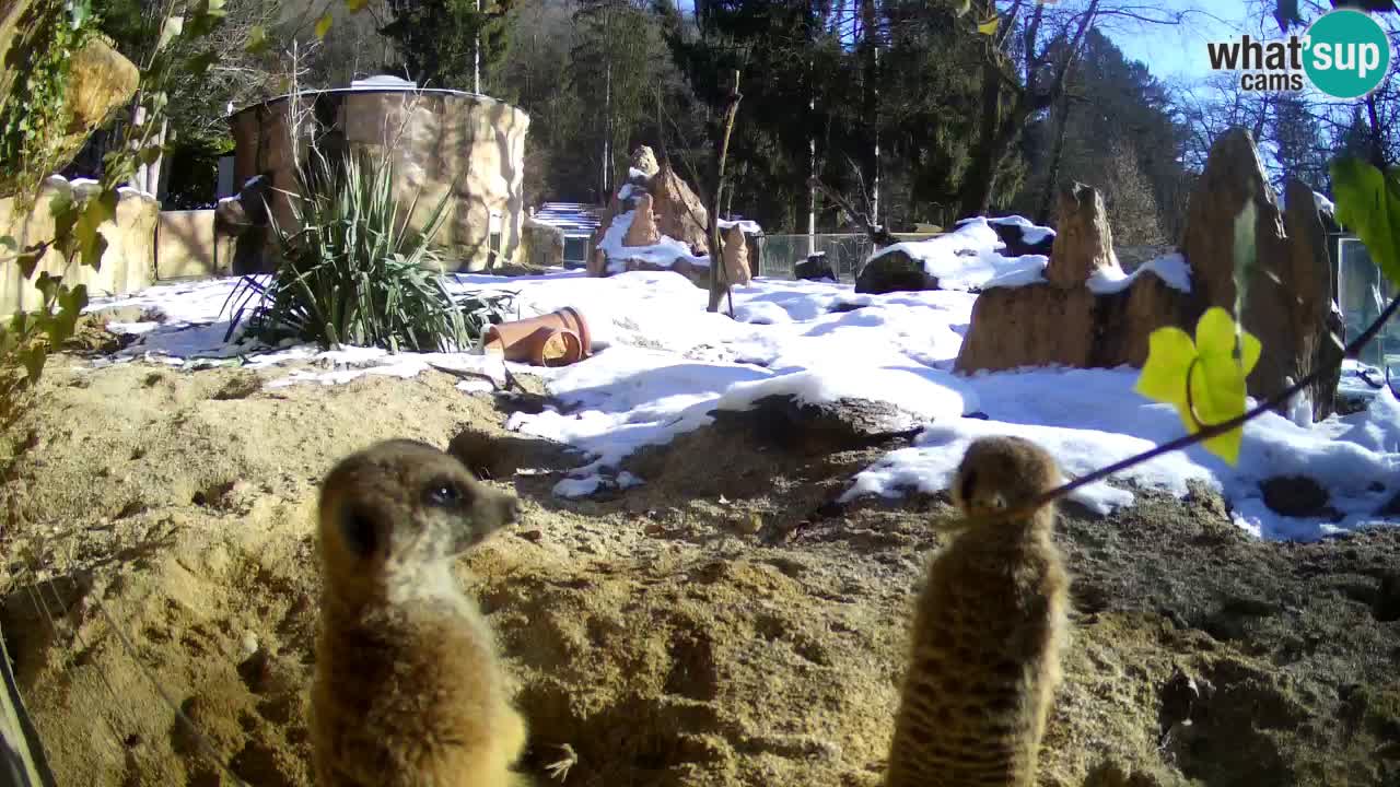 Webcam live Zoo Ljubljana – Suricata