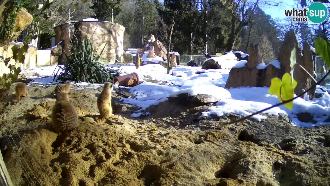 Live cam Zoo Ljubljana – Erdmännchen