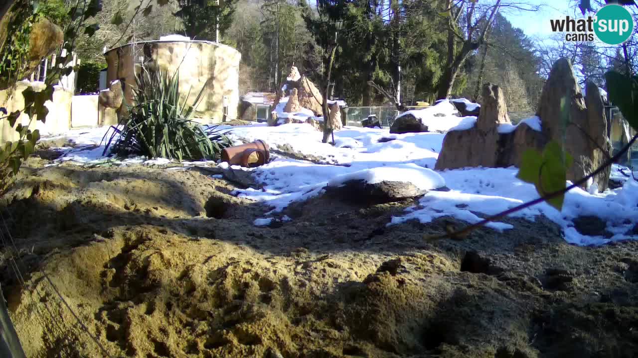 Zoo Ljubljana – Live webcam Meerkat (Suricata)