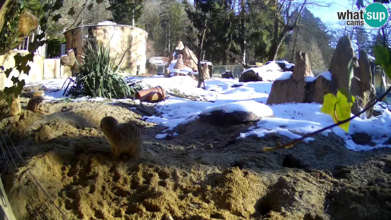 Live cam Zoo Ljubljana – Erdmännchen