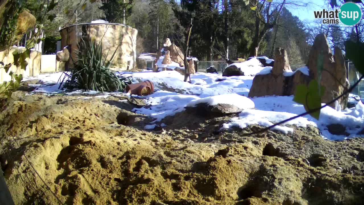 Zoo Ljubljana – Live webcam Meerkat (Suricata)