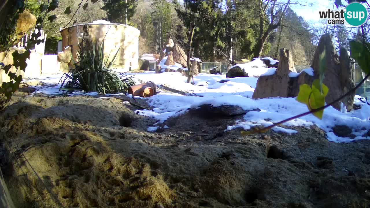 Zoo Ljubljana – Live webcam Meerkat (Suricata)