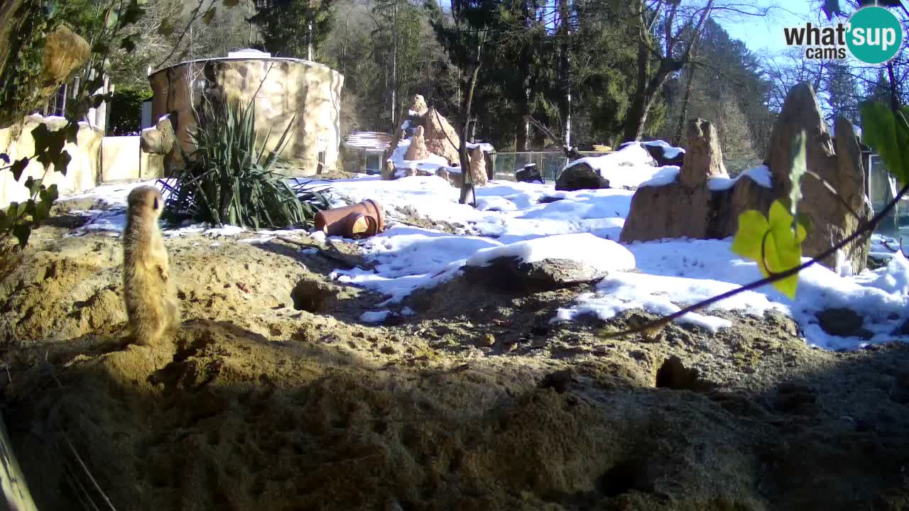 Zoo Ljubljana – Live webcam Meerkat (Suricata)