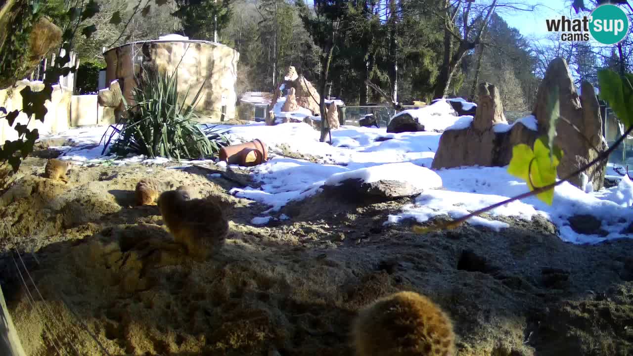 Zoo Ljubljana – Live webcam Meerkat (Suricata)