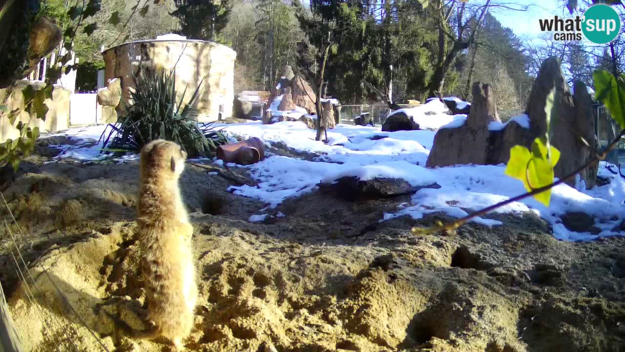 Live cam Zoo Ljubljana – Erdmännchen