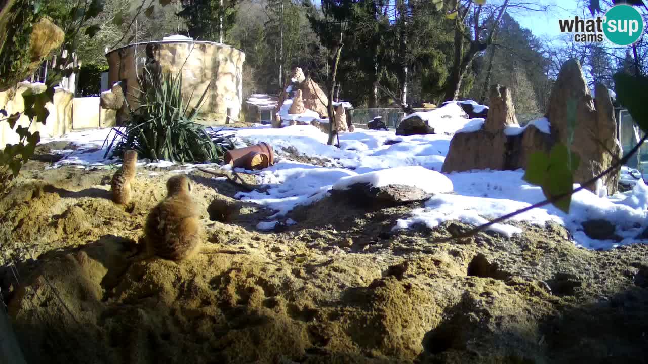 Zoo Ljubljana – Live webcam Meerkat (Suricata)