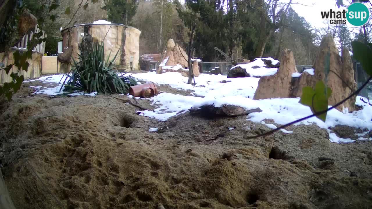 Zoo Ljubljana – Meerkat (Suricata)